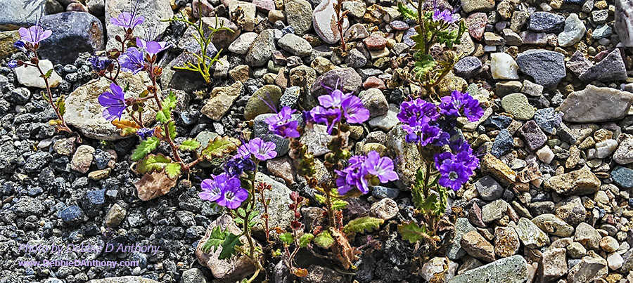 Death Valley Flowers
