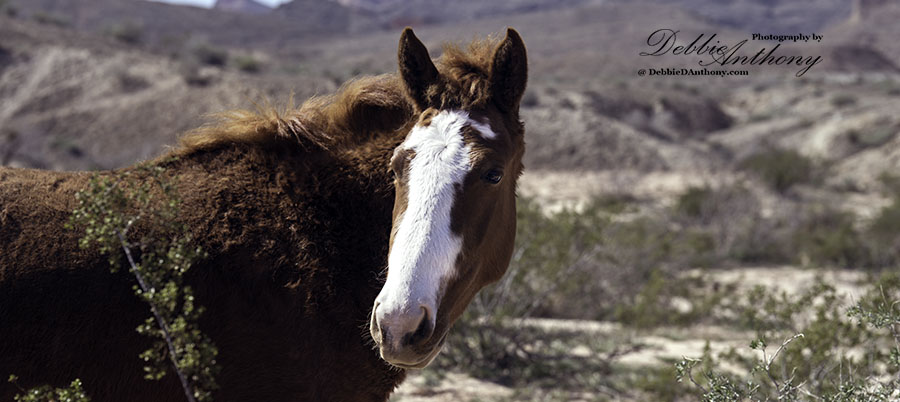 Lake Mead Wild Mustang